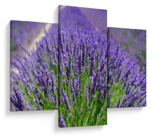 Tablou - lavanda (90x60 cm)