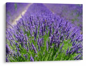 Tablou - lavanda (70x50 cm)