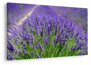 Tablou - lavanda (90x60 cm)