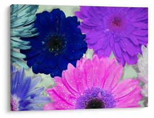 Tablou cu flori colorate (70x50 cm)