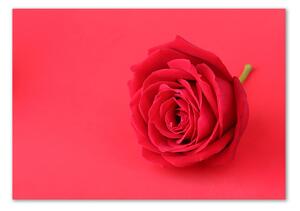 Fotografie imprimată pe sticlă Trandafir roșu