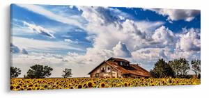 Tablou cu câmp de floarea soarelui (120x50 cm)