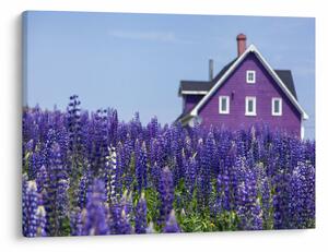 Tablou cu câmp de lavanda (70x50 cm)
