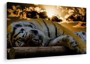 Tablou tigrul dormind (90x60 cm)