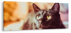 Tablou pisica neagră (120x50 cm)