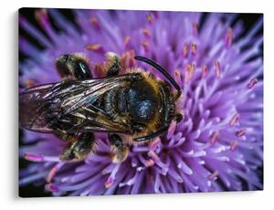Tablou cu albina pe floare (70x50 cm)