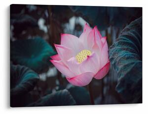 Tablou cu floare roz (70x50 cm)
