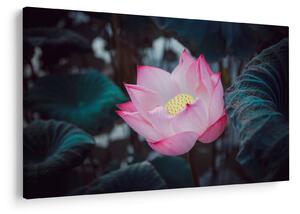 Tablou cu floare roz (90x60 cm)