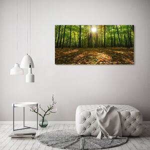 Print pe canvas pădure
