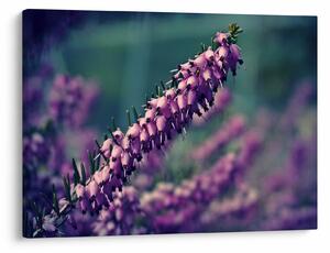 Tablou cu lavanda (70x50 cm)