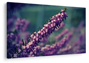 Tablou cu lavanda (90x60 cm)