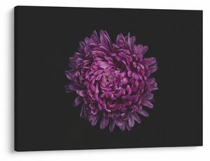 Tablou cu floare violetă (70x50 cm)