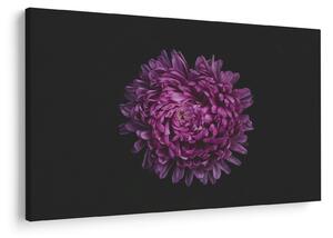 Tablou cu floare violetă (90x60 cm)