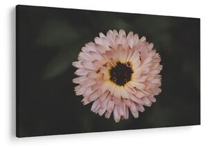 Tablou cu floare portocalie (90x60 cm)