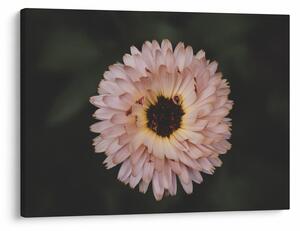 Tablou cu floare portocalie (70x50 cm)