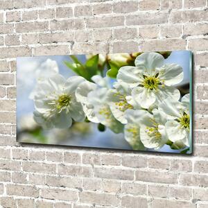 Fotografie imprimată pe sticlă floare de cires