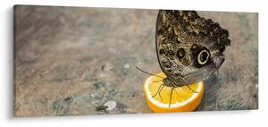 Tablou cu fluturi (120x50 cm)