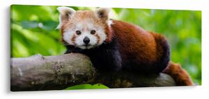 Tablou cu panda roșie (120x50 cm)