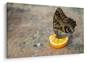 Tablou cu fluturi (90x60 cm)