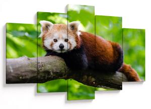 Tablou cu panda roșie (150x105 cm)