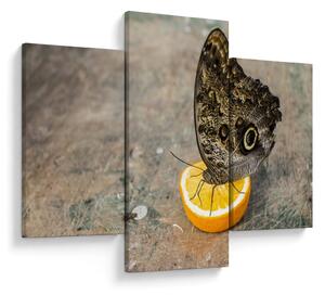 Tablou cu fluturi (90x60 cm)