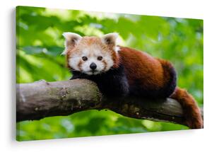 Tablou cu panda roșie (90x60 cm)