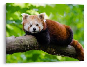 Tablou cu panda roșie (70x50 cm)