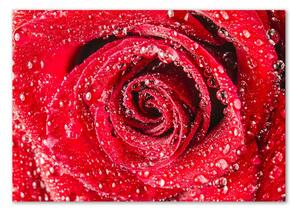 Tablou Printat Pe Sticlă Picături de apă pe un trandafir
