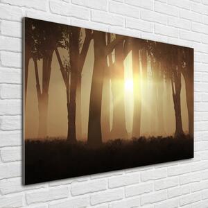 Fotografie imprimată pe sticlă Ceață în pădure