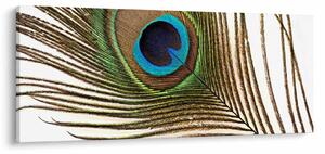 Tablou cu pene de păun (120x50 cm)