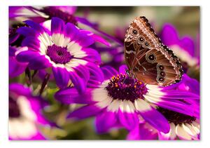 Tablou pe pe sticlă Fluture pe o floare