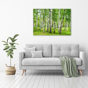 Tablou canvas pădurea de mesteacăn