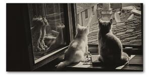 Fotografie imprimată pe sticlă Pisici de la fereastra