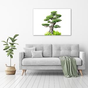 Tablou pe pânză canvas copac bonsai