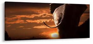 Tablou cu elefant (120x50 cm)