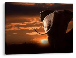 Tablou cu elefant (70x50 cm)