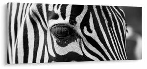 Tablou cu zebră (120x50 cm)
