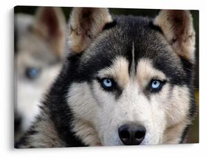 Tablou cu câinele husky (70x50 cm)