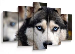 Tablou cu câinele husky (150x105 cm)