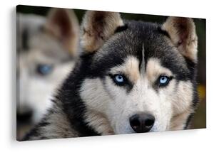 Tablou cu câinele husky (90x60 cm)