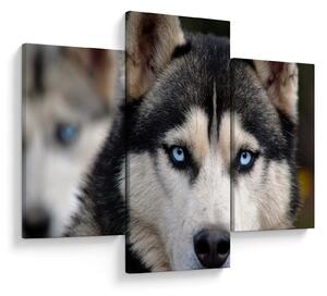 Tablou cu câinele husky (90x60 cm)