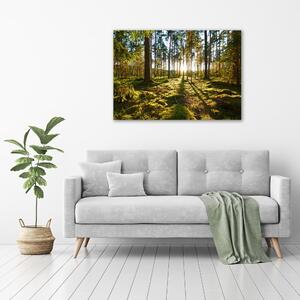Tablou canvas o pădure de pini