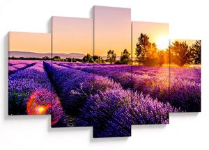 Tablou cu câmp de lavanda (150x105 cm)