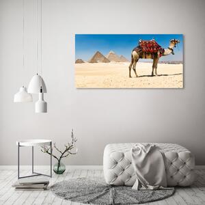 Fotografie imprimată pe sticlă Camel la Cairo
