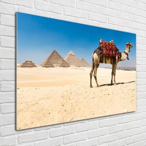 Fotografie imprimată pe sticlă Camel la Cairo