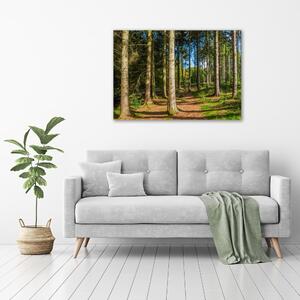 Tablouri tipărite pe pânză Panorama de pădure