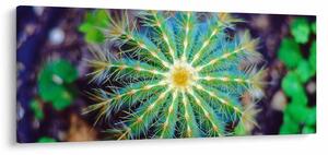Tablou cu cactus (120x50 cm)
