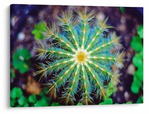 Tablou cu cactus (70x50 cm)