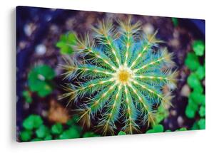 Tablou cu cactus (90x60 cm)