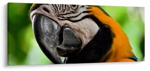 Tablou cu papagal (120x50 cm)